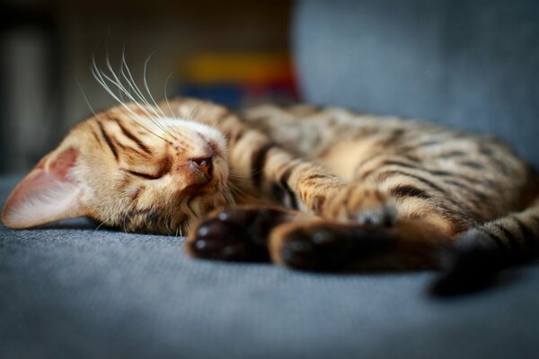 The kitten sleeps on a gray chair