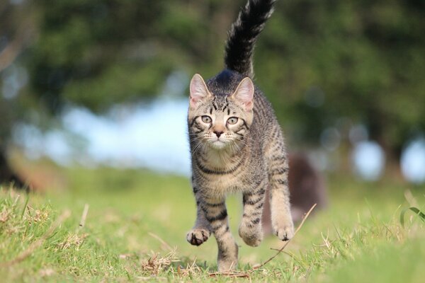 The cat is playing in the backyard