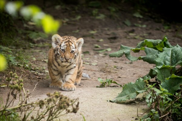 Amur tiger among burdocks