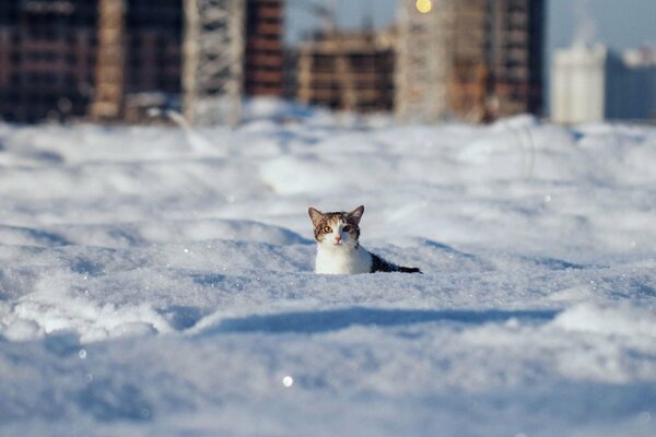 Gato en la nieve en el fondo de edificios de gran altura