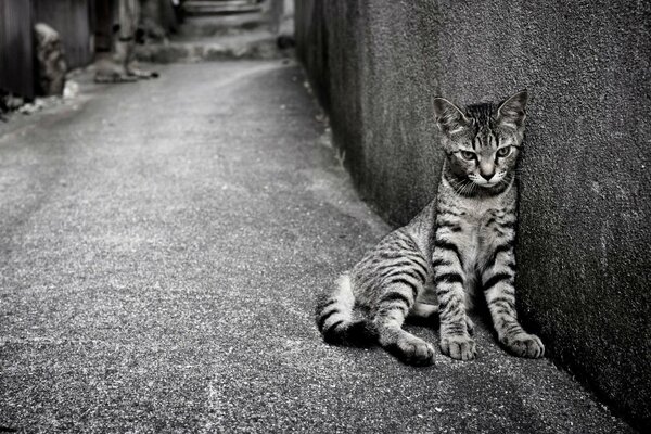 Gato gris rayado cerca de la pared