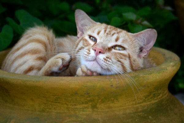 El gato pelirrojo descansa en la jarra