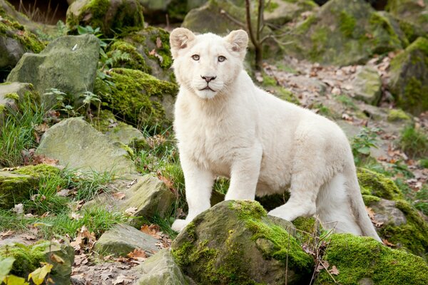 Lion blanc sur des pierres recouvertes de mousse