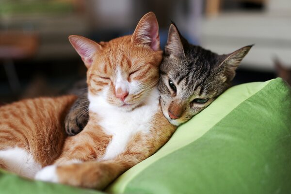 Sweet dream of kittens , ginger and gray