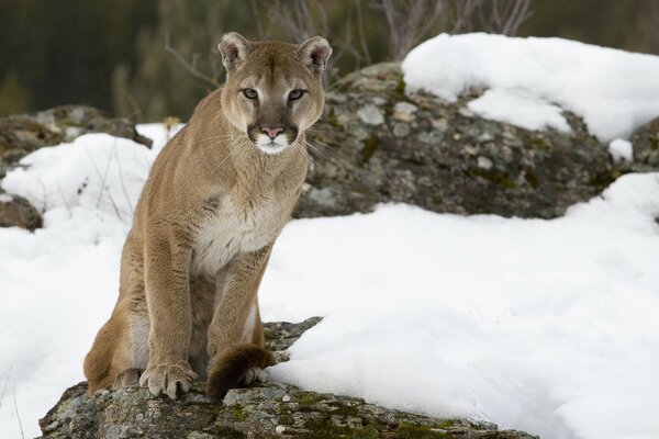 Cougar sitzt auf einem Stein im Schnee