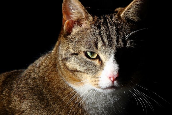 Porträt einer Katze auf dunklem Hintergrund