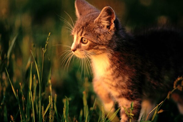 A red-haired kitten is standing in the grass