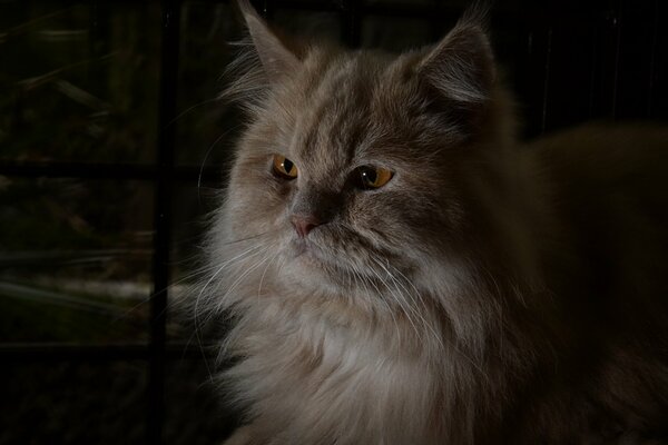 Chat poilu roux avec des yeux orange