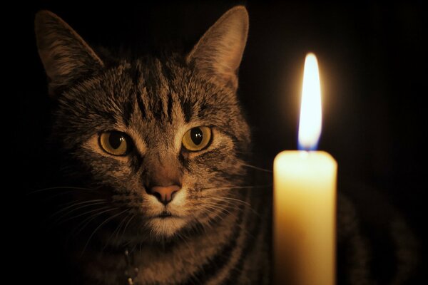 Lo sguardo misterioso del gatto sulla candela