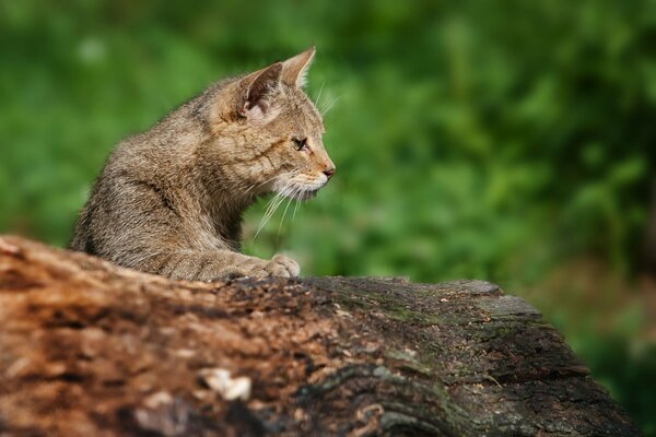 Gatto nella foresta su un albero