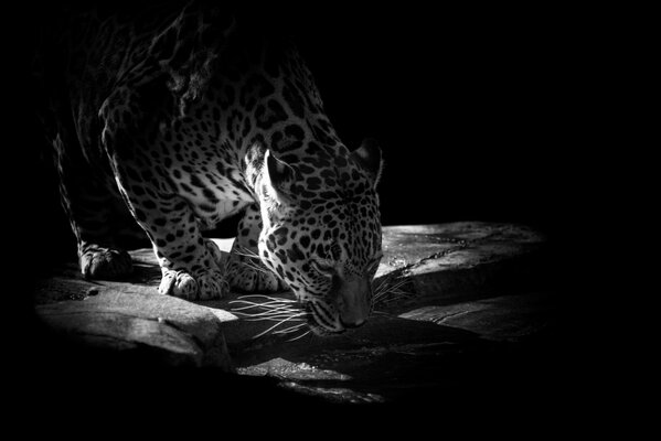 Photo noir et blanc d un Jaguar buvant