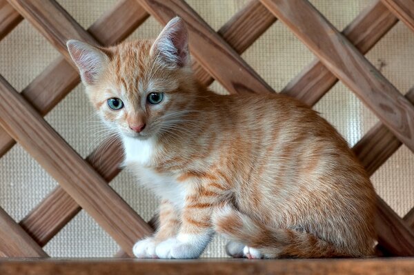 Rousse avec un chaton blanc assis