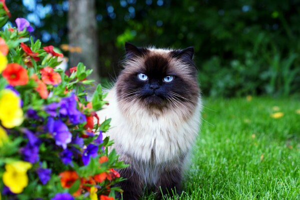 Himalaya guapo con ojos azules