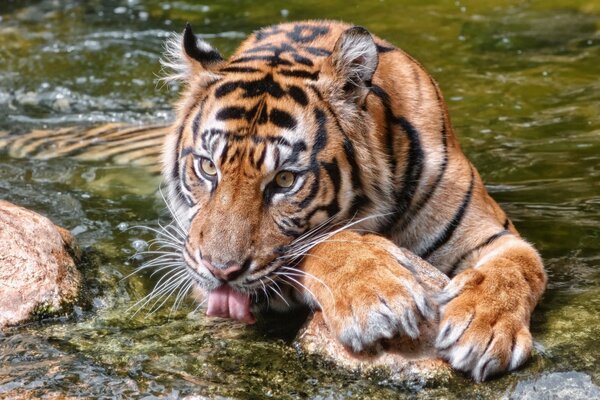 Wild tiger drinks water