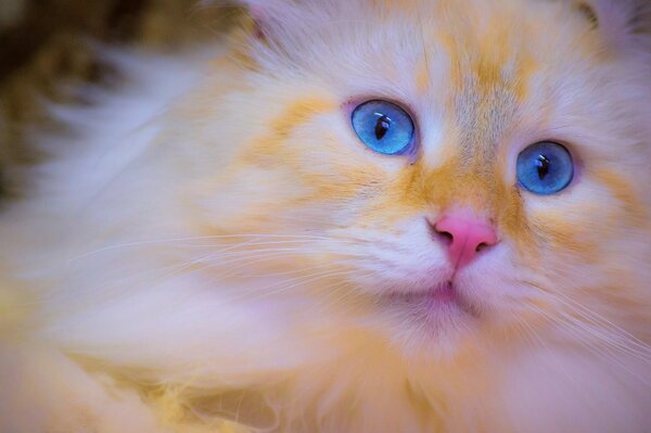 The face of a red cat with blue eyes