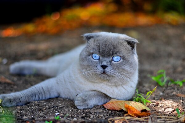 Occhi di gatto blu, razza scozzese