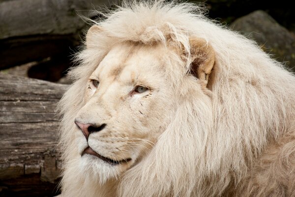 An albino lion with a luxurious mane and light eyes