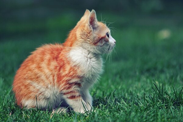 Red kitten on the background of grass