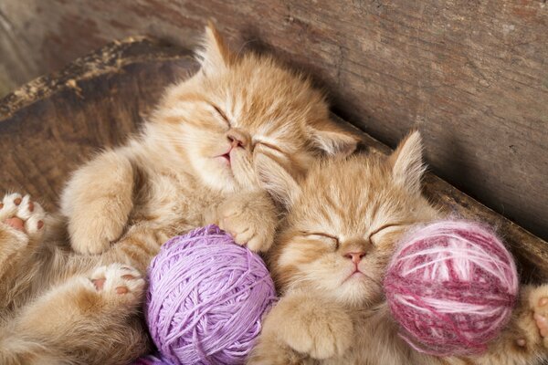 Dos gatitos pelirrojos peludos duermen Dulcemente con brillantes enredos de lana