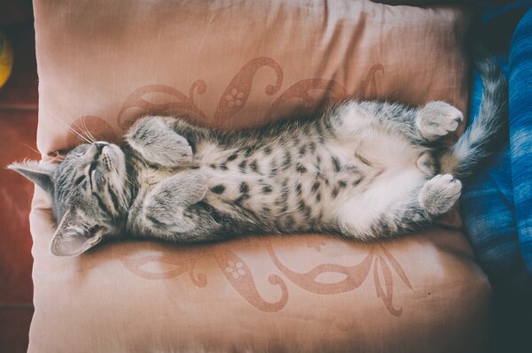 A kitten with an interesting coat coloring sleeps belly up