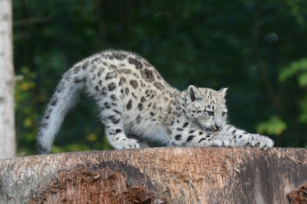 Cucciolo di leopardo delle nevi allungato