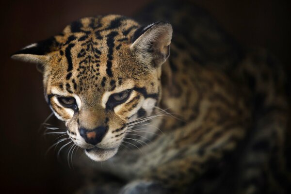 Sad ocelot looks down