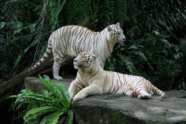 A couple of white tigers are resting on a large rock