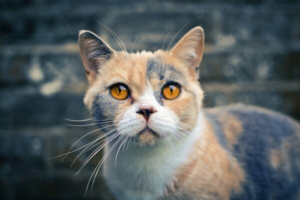 British shorthair tricolor cat