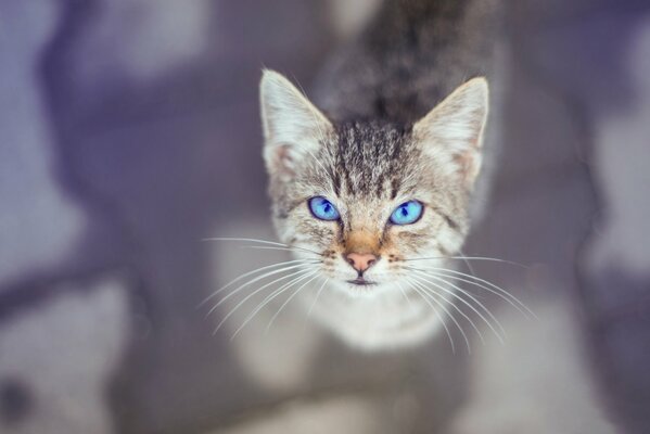 Charming look of a cat with blue eyes