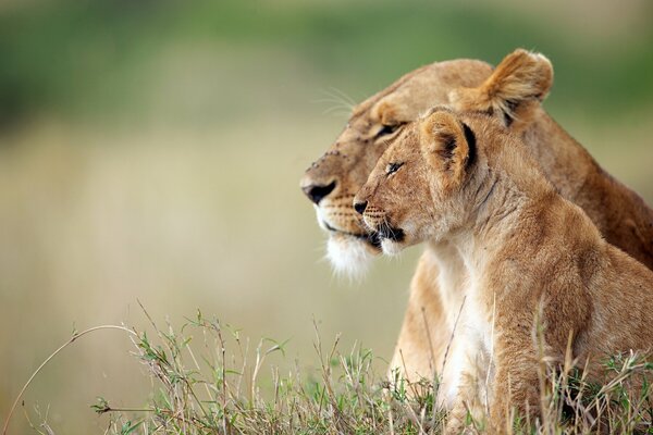 León y Leona descansan en la naturaleza