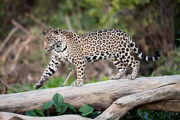 Jaguar on a walk in the wild