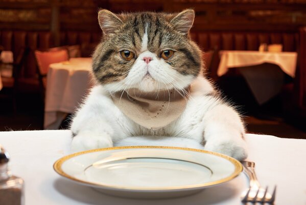 Gato en el Restaurante en la cena con un Plato