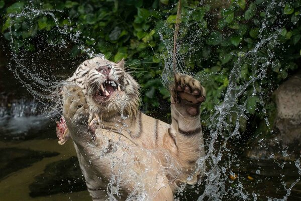 Tigre blanc se baigner dans l eau