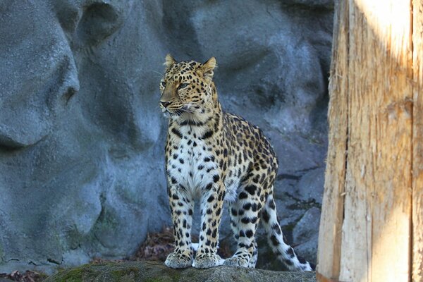 La mirada del leopardo del lejano Oriente