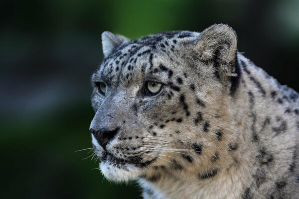 Leopardo delle nevi con vista seria