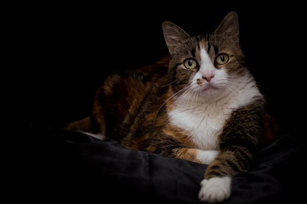 Dreifarbige Katze auf dunklem Hintergrund