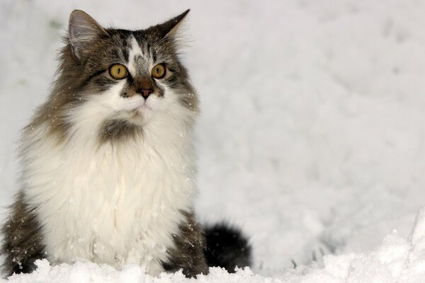 Gato doméstico en invierno nevado