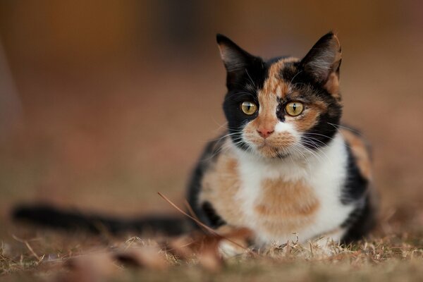 A beautiful reddish-black cat