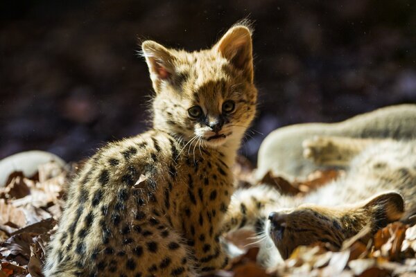 Look mignon de chaton en automne