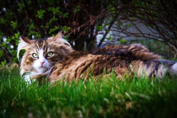 Flauschige Katze im Gras