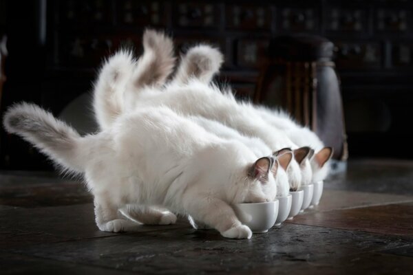 Several white kittens with gray tails eat from identical white bowls