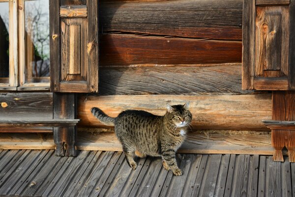 Gato cerca de la cabaña