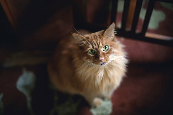 C era un gatto rosso in casa