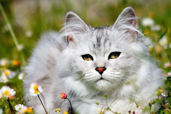 Gattino bianco su una radura con margherite