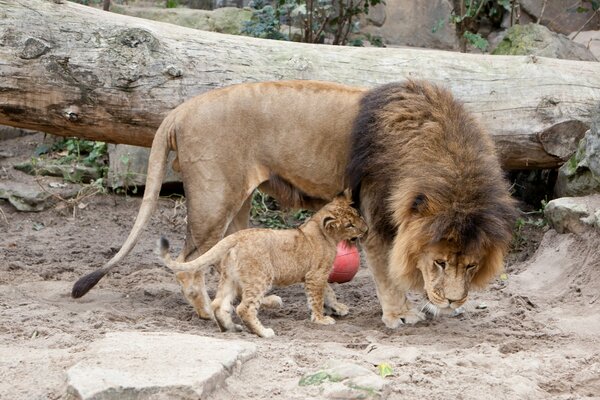 A big lion with a shaggy mane and a small lion cub