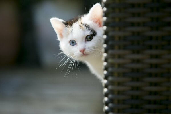 Il gattino carino fa capolino paurosamente da dietro l angolo