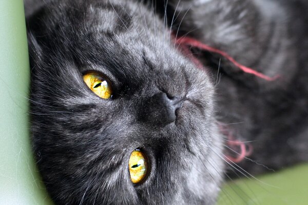 Snake-colored eyes of a black cat look from the screen