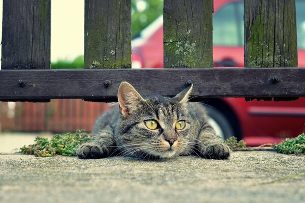 Eine graue Katze liegt unter einem Zaun