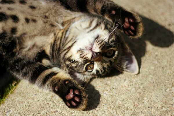 Cute pink cat paws