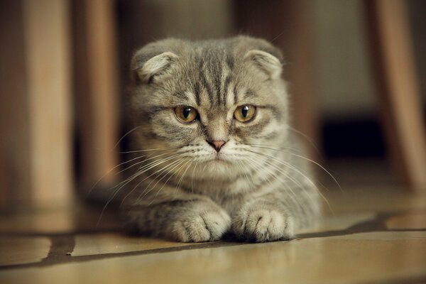 Scottish Fold ti guarda